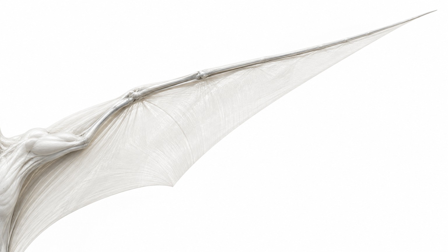 Robotic Quetzalcoatlus wing